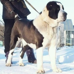 Василий Иваныч, 18.05, Бишкек