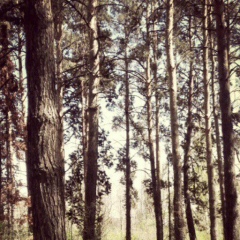 Раушан Илес, 06.08