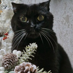 Ната Андина, 09.06