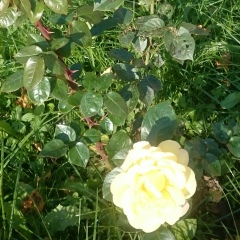 Регина Архипова, 04.12, Санкт-Петербург