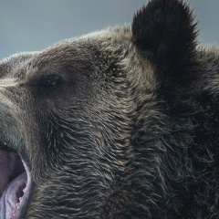 Al A-G, 05.03, Бобруйск