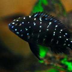 Макс Туров, 30.09.1990, Москва