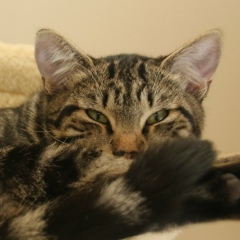 Алла Хритоненкова, 19.12, Prosper