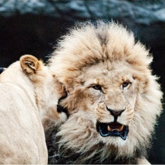 Рифат Мусин, Gibraltar