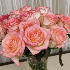 Светлана Босова, Москва