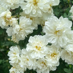 Эльвира Граф