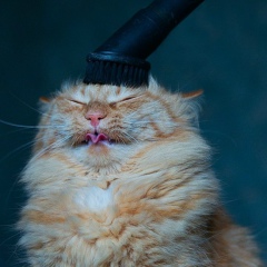 Black Rose, 02.11.1991