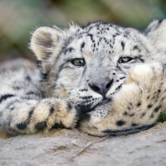 Анатолий Автоманьяк, 03.09, Атырау