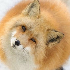 Ольга Лаврова, Великий Новгород