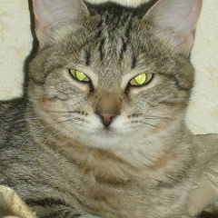 Анна Рыжкова, 15.03.2008, Невьянск