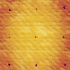 Катерина Петрова, Москва