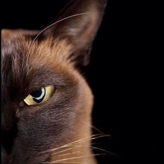 Lady Killer, 19.10.1991