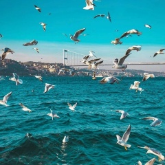 Радимхан Гулиева, Карабулак