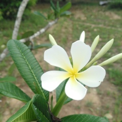 Ei-Phyu Wai, 10.11.1985