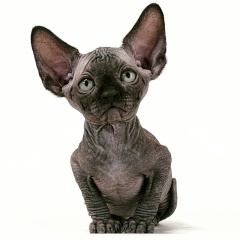 Александр Тарарёв, 13.06, Москва