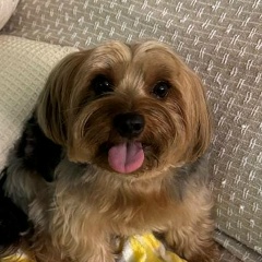 Madruguinha Cão Documentado, 26.03.1986, Ribeirão Preto