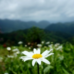 Kar Yan, 12.03.1988