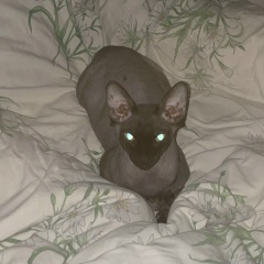 Артур-Натусик Анастасовы, 26.11, Санкт-Петербург