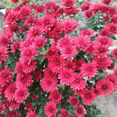 Светлана Зайцева (Завгородняя), 30.08, Сумы