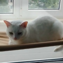 Дмитрий Богомолов, 08.11, Санкт-Петербург