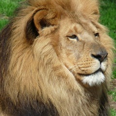 Мик Коф, Hamburg