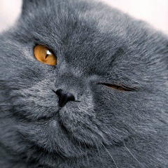 Александр Неганов, Пермь