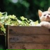 Зинаида Кошка, Нежин