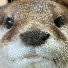 Ти Тункель, 09.07.1988, Екатеринбург