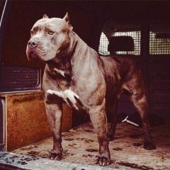 Рустем Абдрашитов, 22.04, Астана