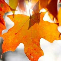 Lidya Lidya, Санкт-Петербург