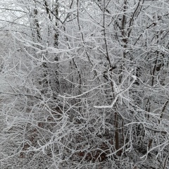 Алеся Алеся, 31.01.2011, Краснодар