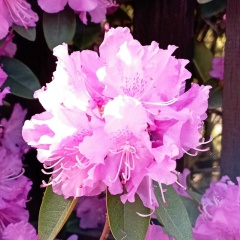 Юлия Басова, Санкт-Петербург