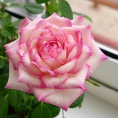 Марина Зорова, 31.07, Братск