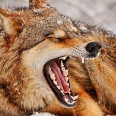 Ринат Тюменев, 01.01.2001, Paris