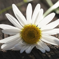 Алена Кордюкова, Екатеринбург