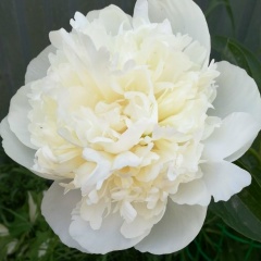 Наталия Гончарова, 05.05, Москва