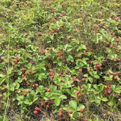 Юлиана Озонова, 30.06, Улан-Удэ
