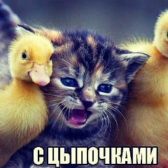Саид Магомедов, Хасавюрт