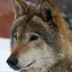 Алу Волчица, 03.03.1996, New York City