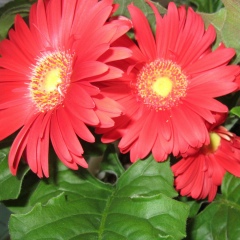 Эльвира Ахметгалиева, 25.03