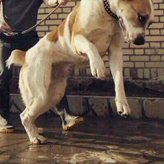 Александр Патя