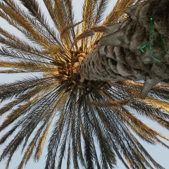 Фарид Сафаров, 14.10.1981, Одесса