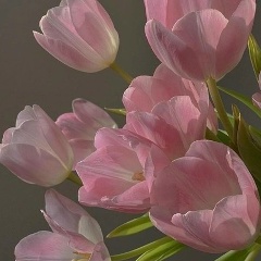 Анай Тюлюш, Beijing