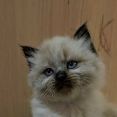 Светлана Тихомирова(Тимонина), Санкт-Петербург