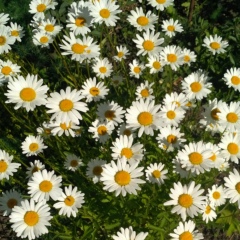 Анна Гринь, 29.07, Самара