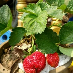 Thuzar Kyaw, 07.07.1967