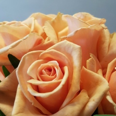 Янчик Ратке, 29.01