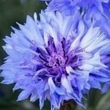 Ольга Николаевна, 24.11, Брянск