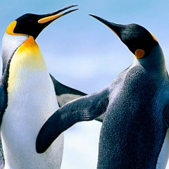 Николай Жабкин, 11.05.1999, Санкт-Петербург