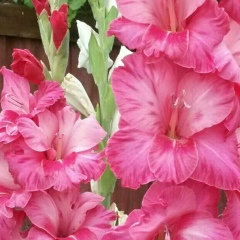 Гаухар Нугыманова, 18.03, Алматы